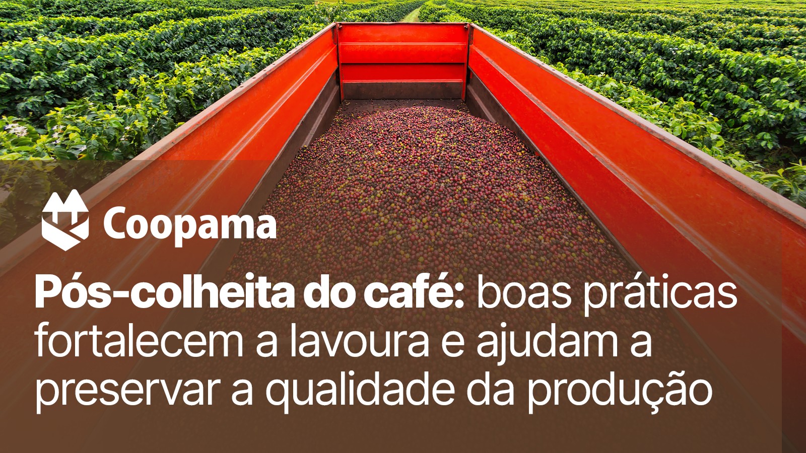Pós-colheita do café: boas práticas preservam a qualidade da produção