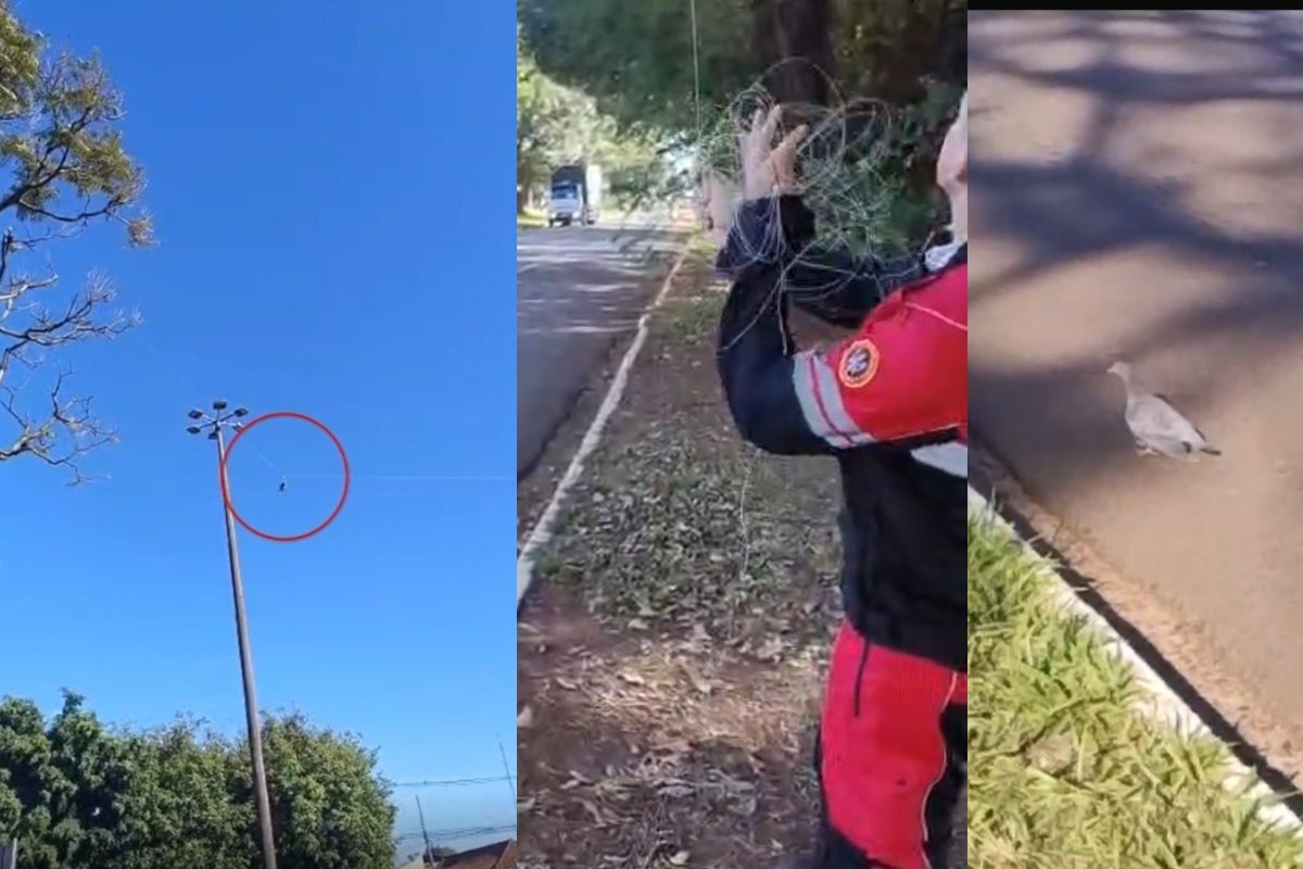 Pomba fica presa em linha de pipa e resgate para trânsito em Campo Grande; veja vídeo