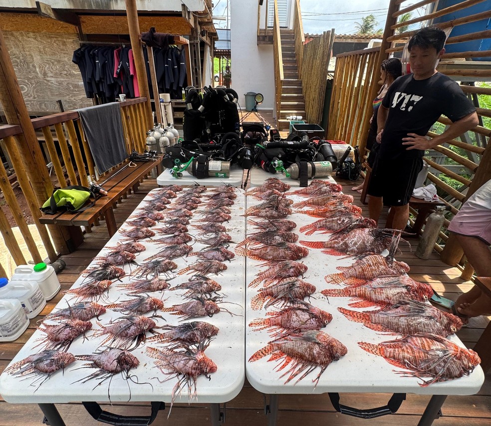 Foram capturados 61 peixes-leão em Noronha — Foto: Sea Paradise/Divulgação