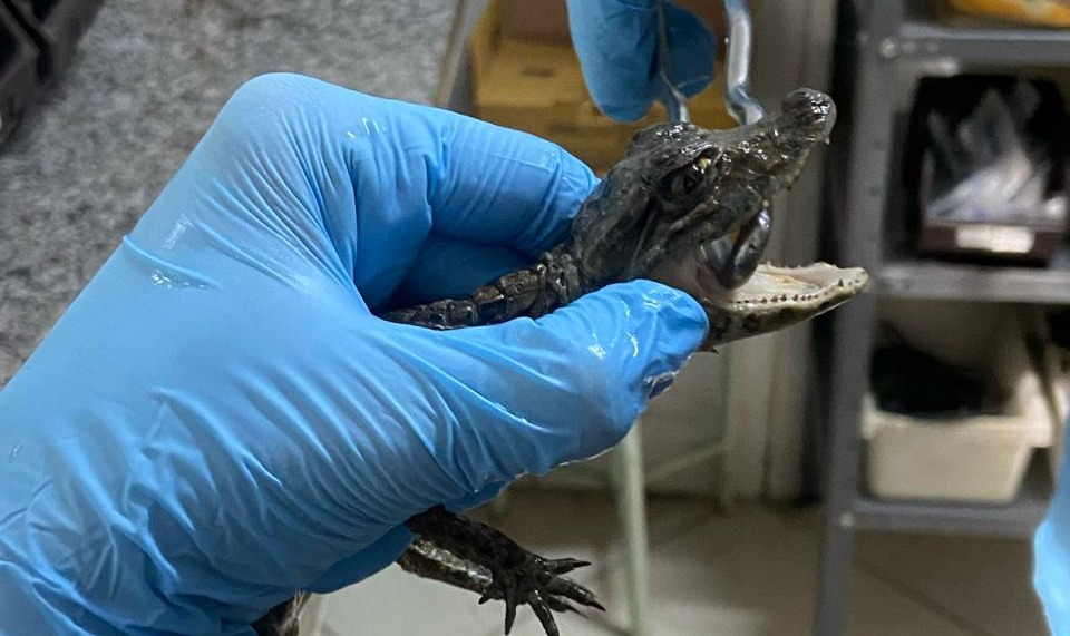 Filhote de jacaré-do-papo-amarelo é reintroduzido à natureza em Barra Mansa