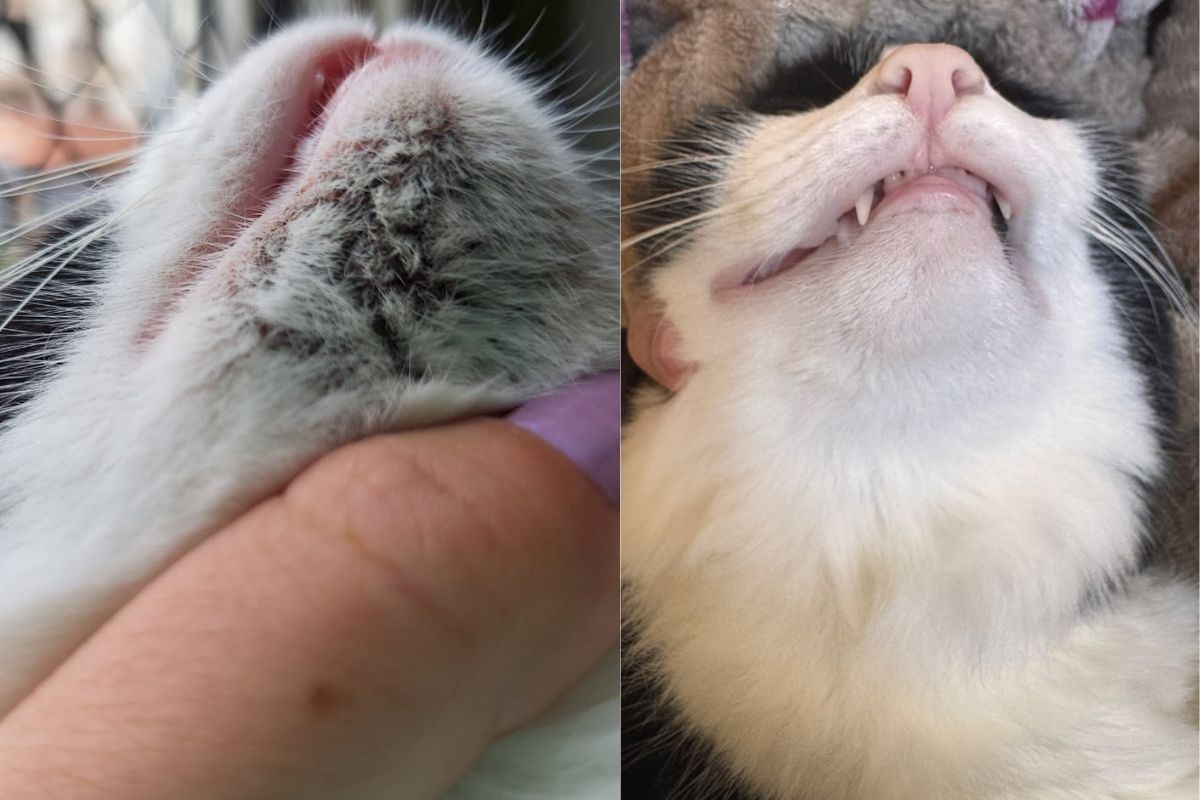 Pontinhos pretos no queixo? Entenda o que é a acne felina e como prevenir o problema