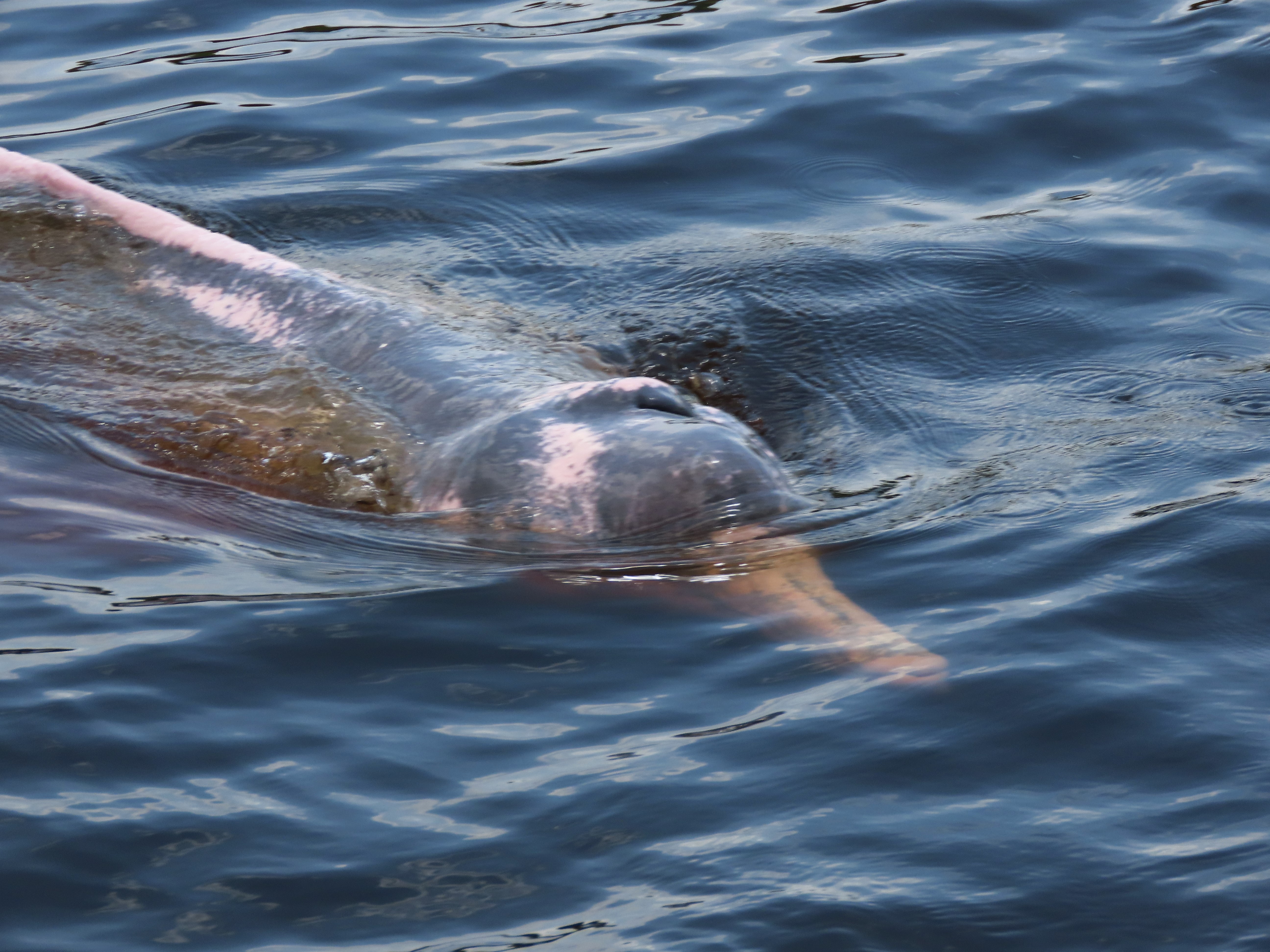 Você Não Tá Convidada pro Meu Bat Mitzvá!