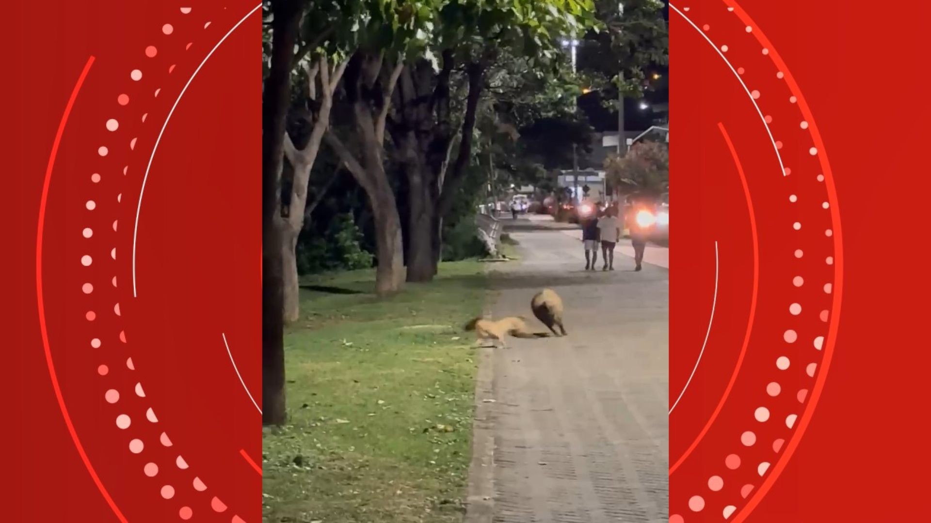 VÍDEO: capivara brinca de 'pega-pega' com cachorro caramelo e vídeo viraliza na internet