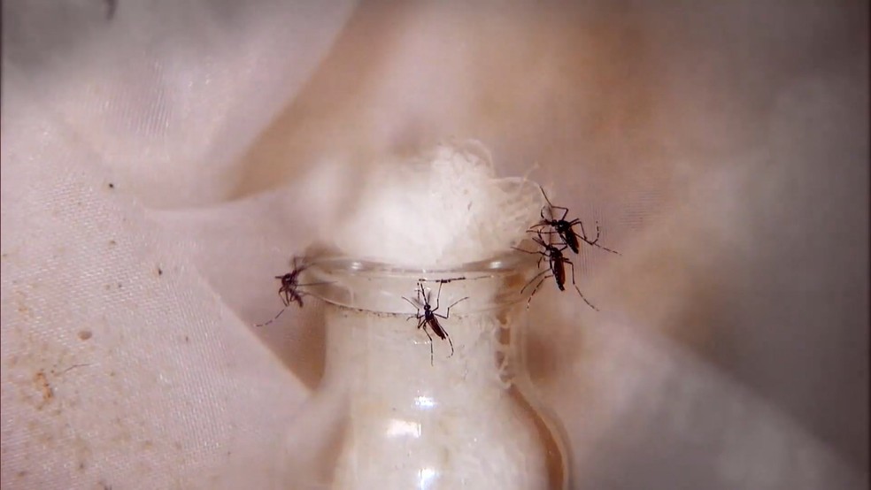 Mosquito Aedes aegypti, transmissor da dengue — Foto: Reprodução/TV Gazeta