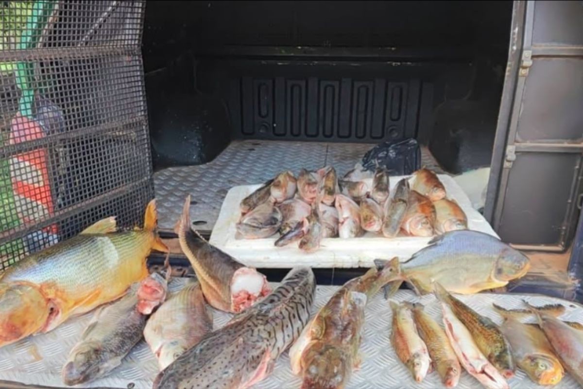 Pintado, pacu e dourado pescados durante piracema rendem multa de mais de R$ 30 mil em MS