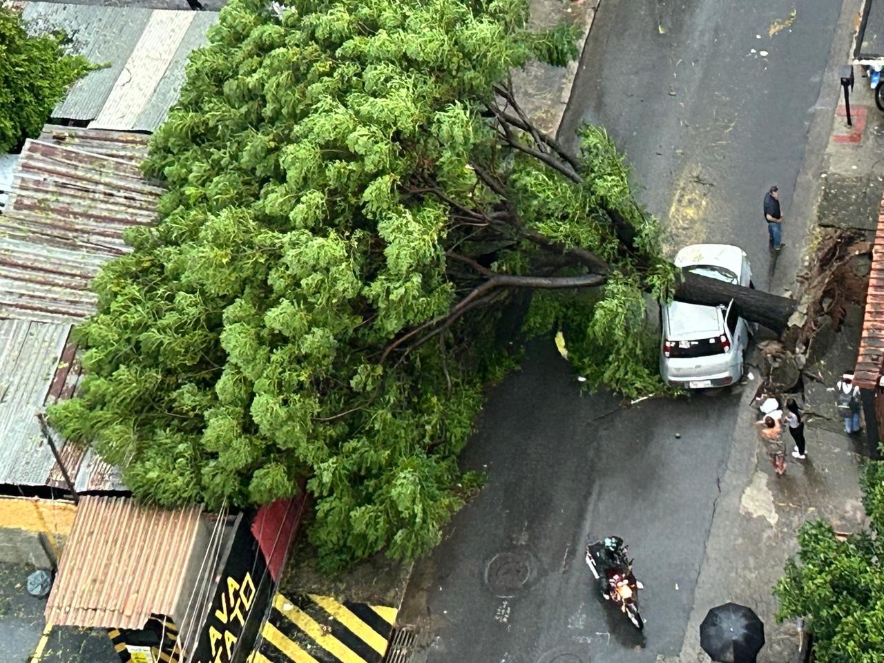 Temporal derruba árvores, destrói ruas e gera transtornos em BH