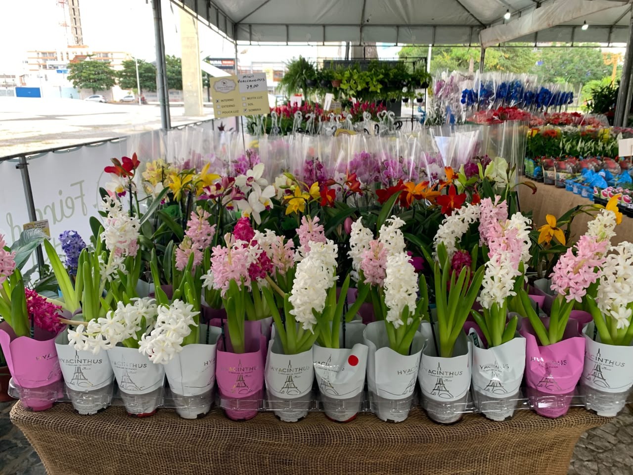 Feira de Flores Holambra em Petrolina tem mais de 200 espécies a partir de R$ 5
