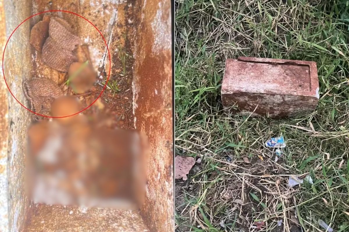 Par de luvas de bebê foi encontrado intacto com ossada humana dentro de caixa em terreno no litoral de SP