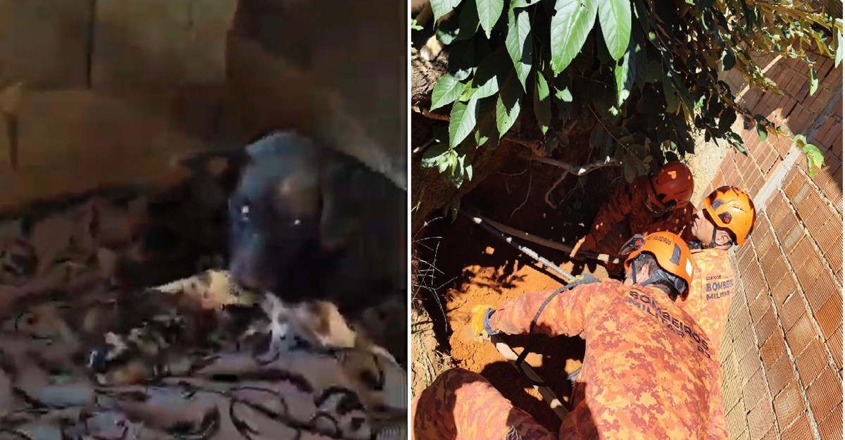 
Bombeiros resgatam cadela cega e sete filhotes após três dias presos em barranco em Petrópolis