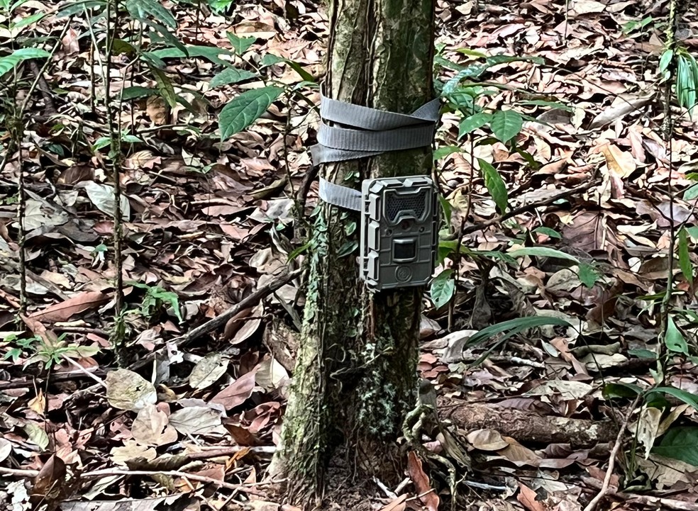 Protocolo TEAM de armadilhas fotográficas no Parque Nacional do Tumucumaque, no Amapá — Foto: ICMBio/Divulgação