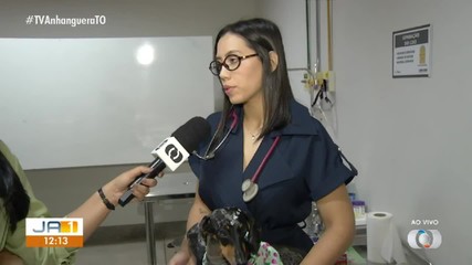 Doenças cardíacas afetam cães e gatos; veja cuidados