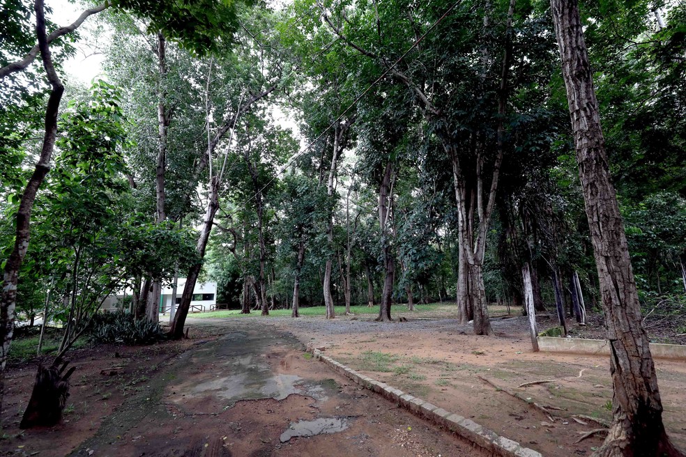 O local abriga o viveiro onde são produzidas mudas de espécies nativas e frutíferas utilizadas na arborização da cidade. — Foto: Prefeitura de Cuiabá