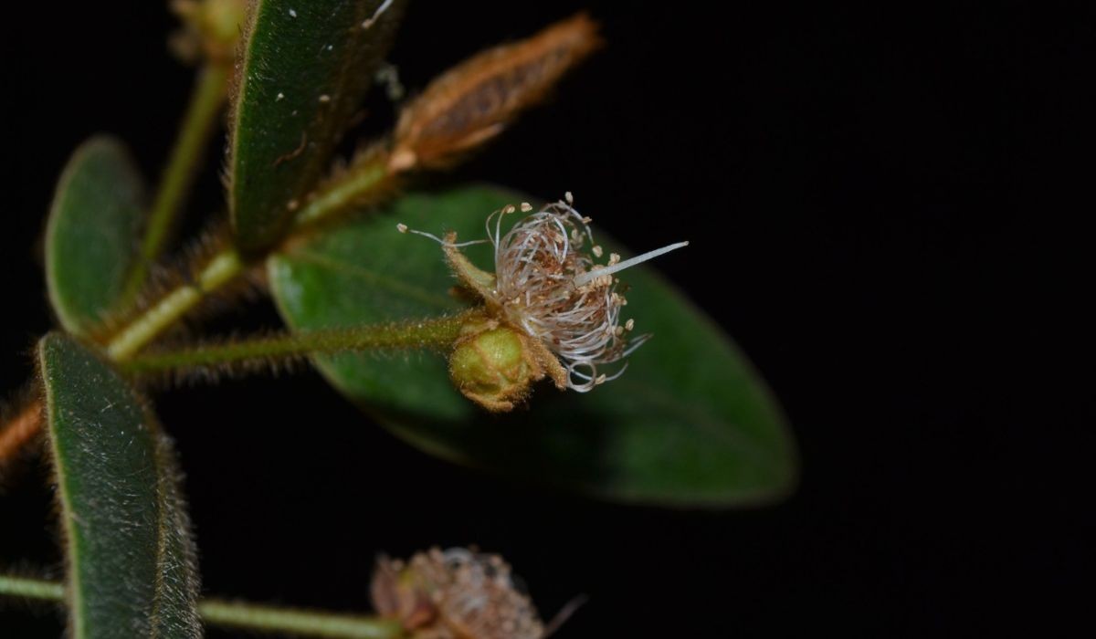 Nova espécie prima da jabuticaba e com pelos dourados é descoberta em Cunha, SP