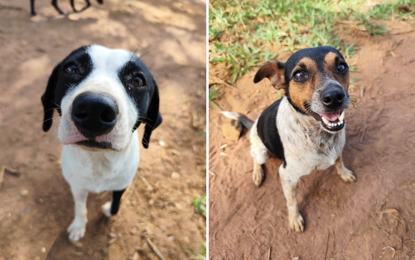 Cães resgatados em rodovias da região de Ribeirão Preto podem ser adotados; saiba como
