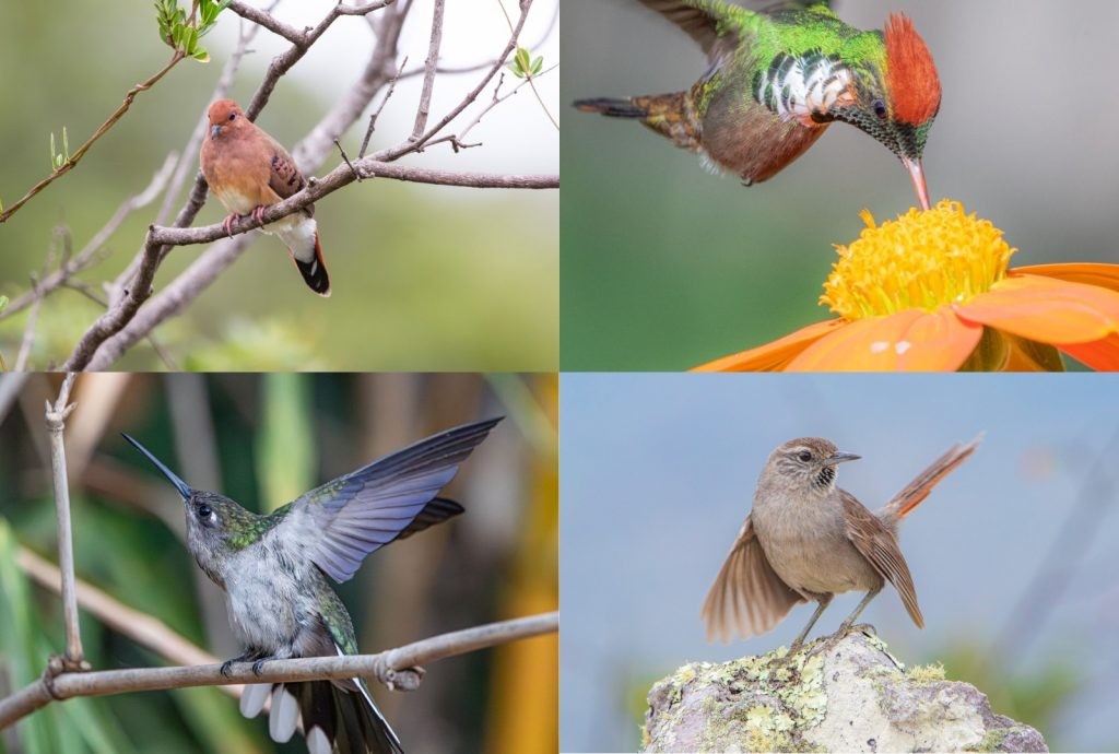 Exposição 'Beleza Alada' reúne fotos de aves raras no Museu Regional de Montes Claros