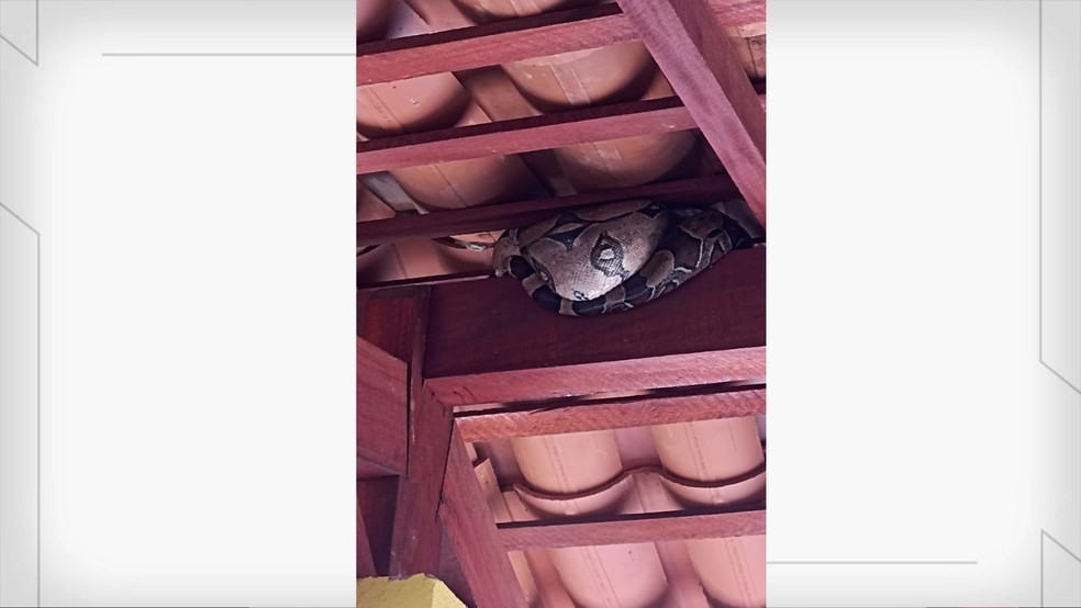Cobra é encontrada em parada de ônibus na frente de escola no litoral do PI — Foto: Reprodução