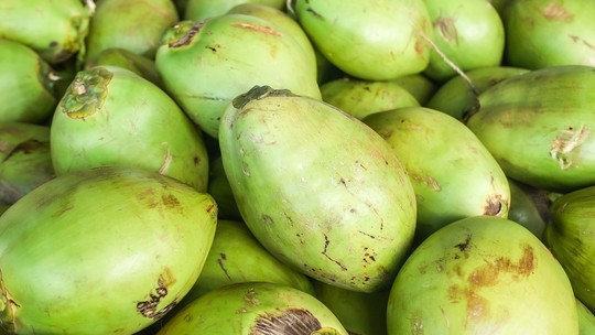 Como começar o cultivo do coco - A Emater de Minas Gerais tem uma cartilha gratuita com dicas sobre o plantio de coqueiros.