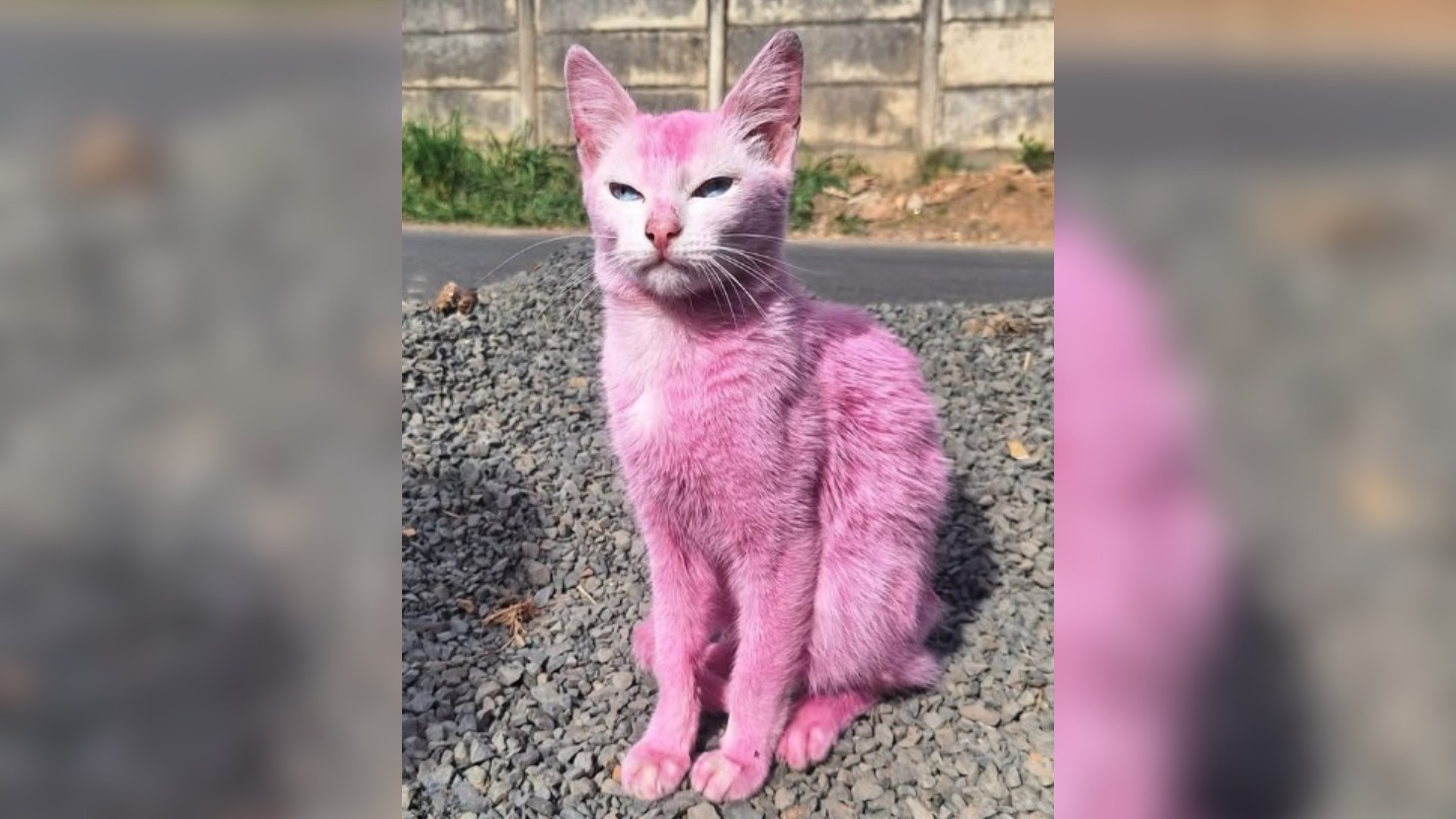 VÍDEO: Gata é resgatada após ser pintada de rosa com corante para móveis em MG