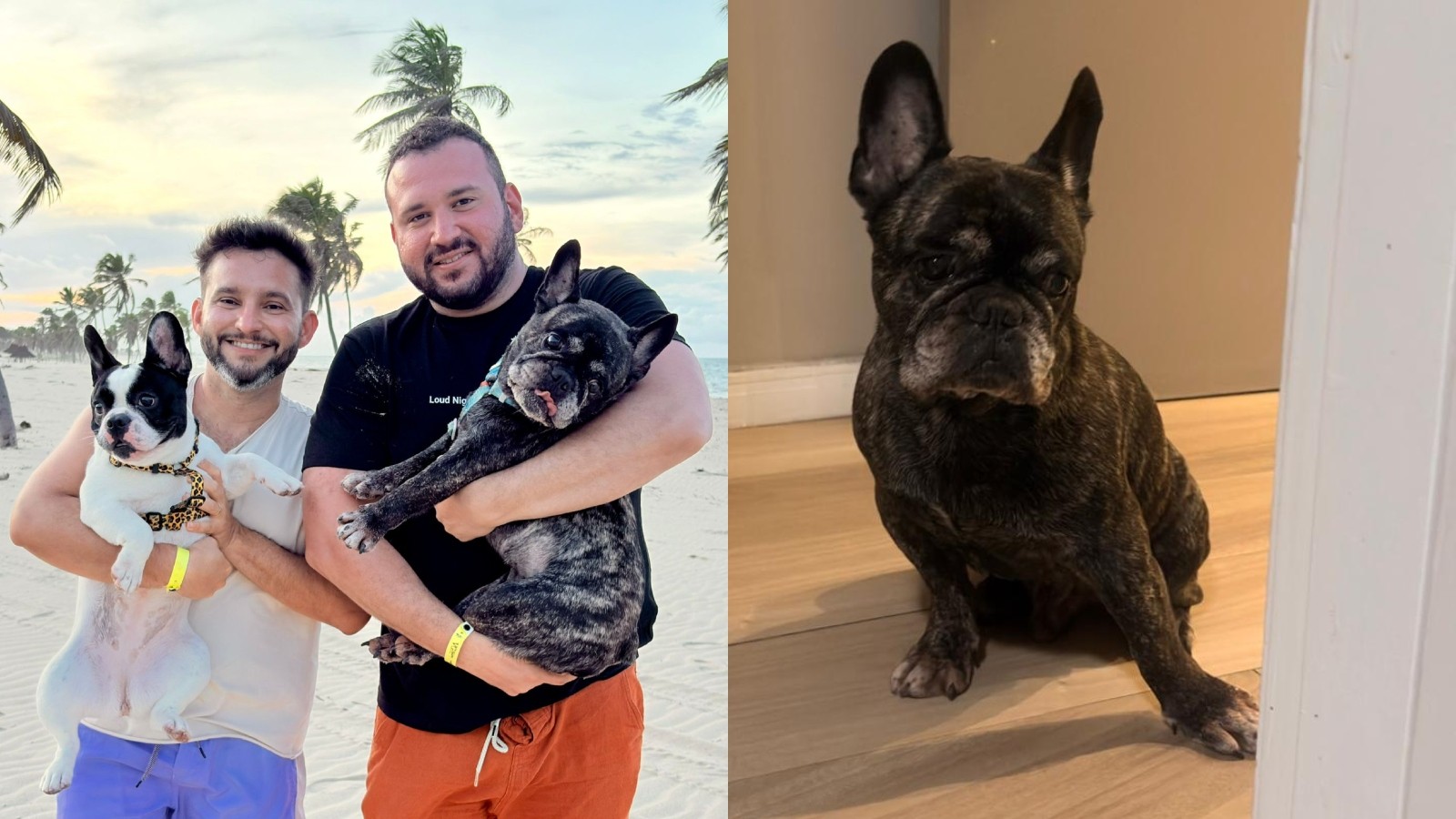 Cão morre após atendimento em pet shop de Fortaleza e tutores denunciam negligência