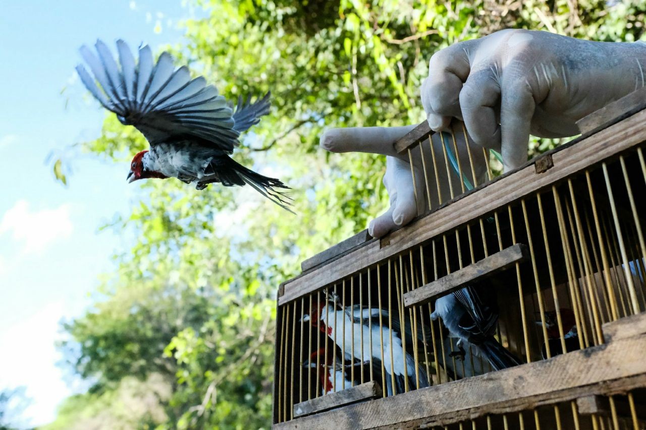 Cerca de 4 mil aves silvestres são resgatadas de cativeiros esse ano em Alagoas