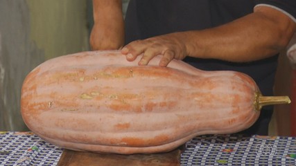 Veja nas imagens do campo uma abóbora gigante