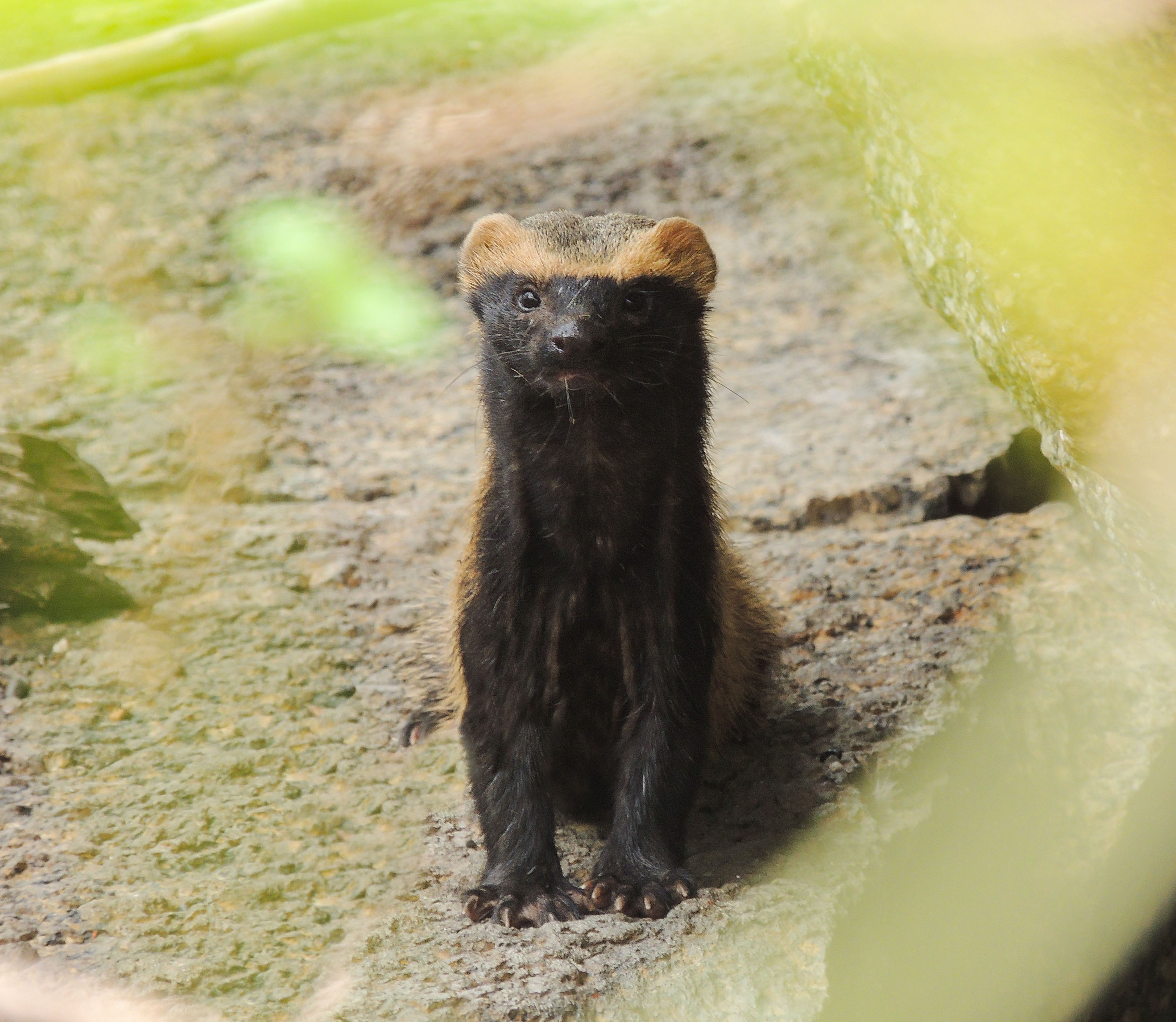 Você Não Tá Convidada pro Meu Bat Mitzvá!