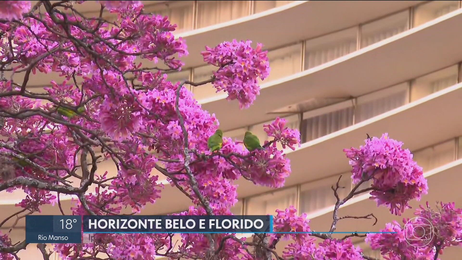 BH inicia temporada de floração de ipês; capital tem 24 mil exemplares