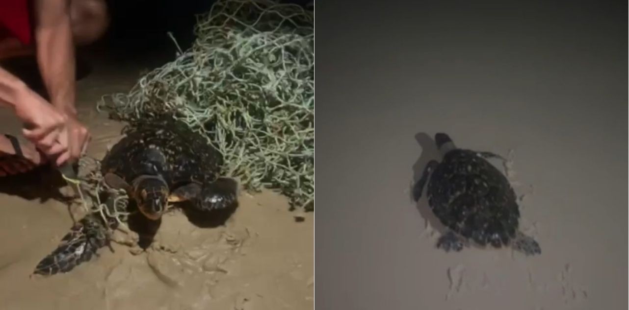 Tartaruga é resgatada após ficar presa em rede de pesca em Natal
