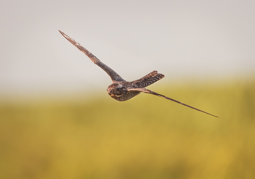 'Voo do bacurau-norte-americano' - Bronze na categoria Aves em voo — Foto: Richard Sanchez/Bird Photographer of the Year