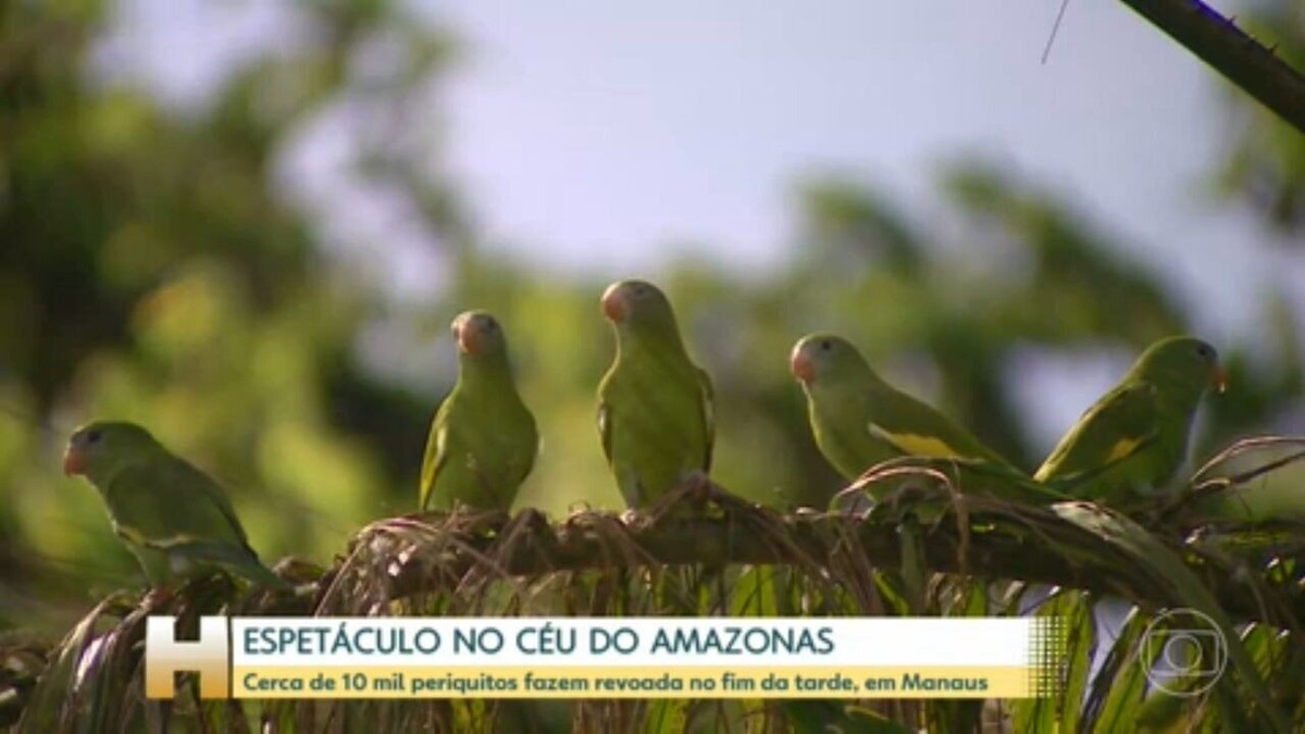 Cerca de 10 mil periquitos fazem revoada no fim da tarde, em Manaus