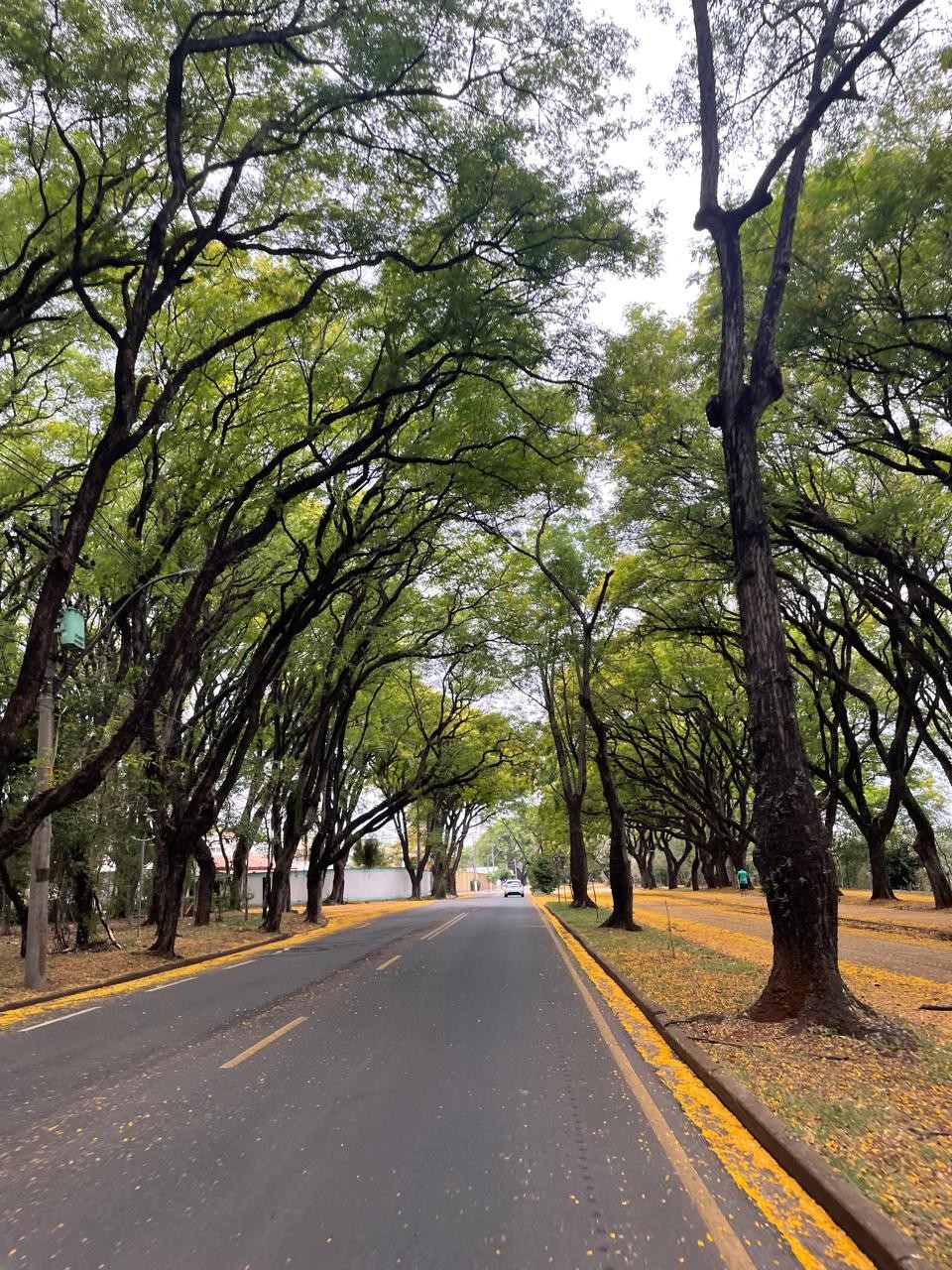 Novo manual de Piracicaba explica quais árvores plantar em calçadas e canteiros; confira espécies
