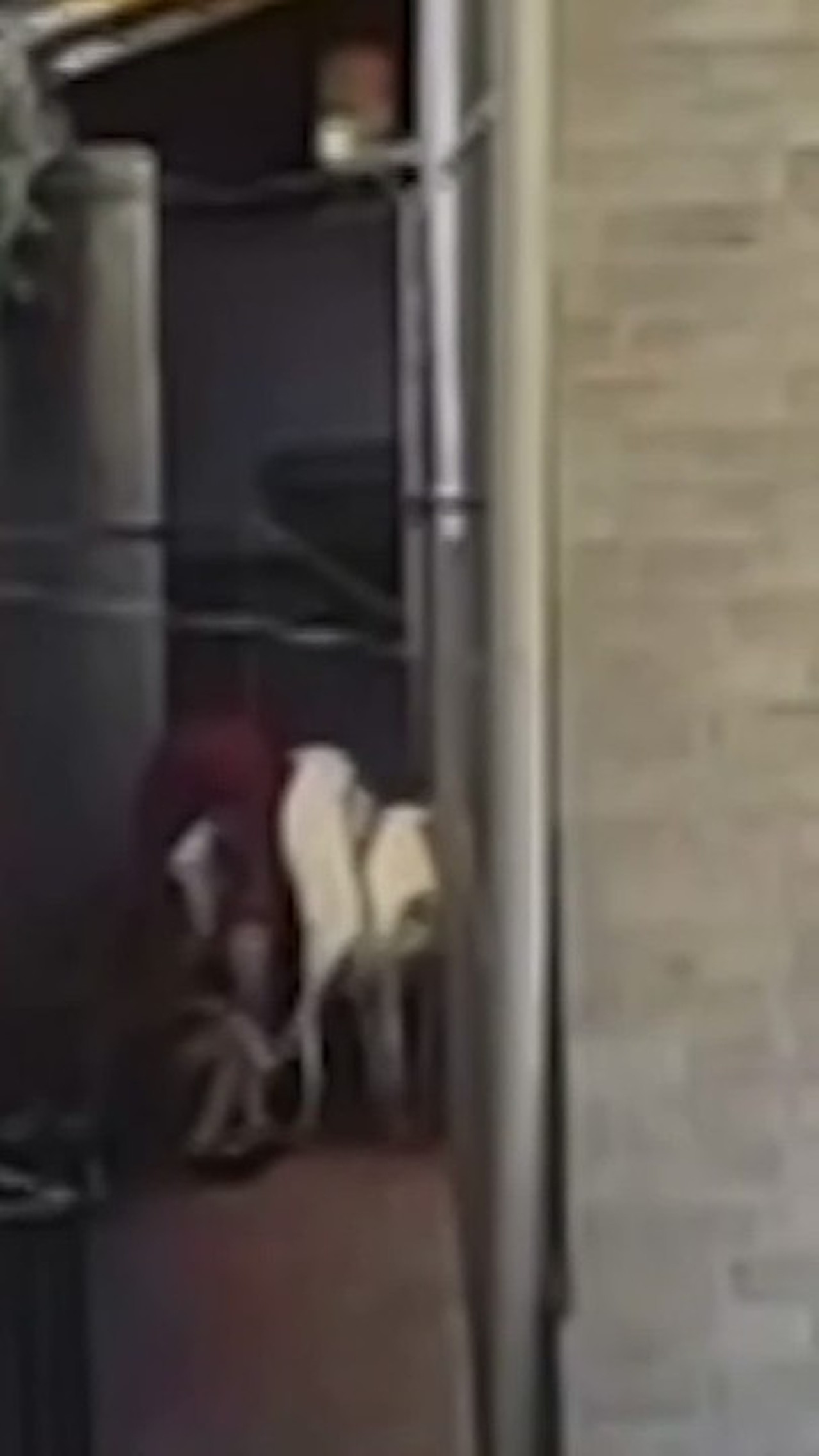 Vídeo mostra adolescente sendo espancado por padrasto lutador de muay thai e taekwondo dentro de casa