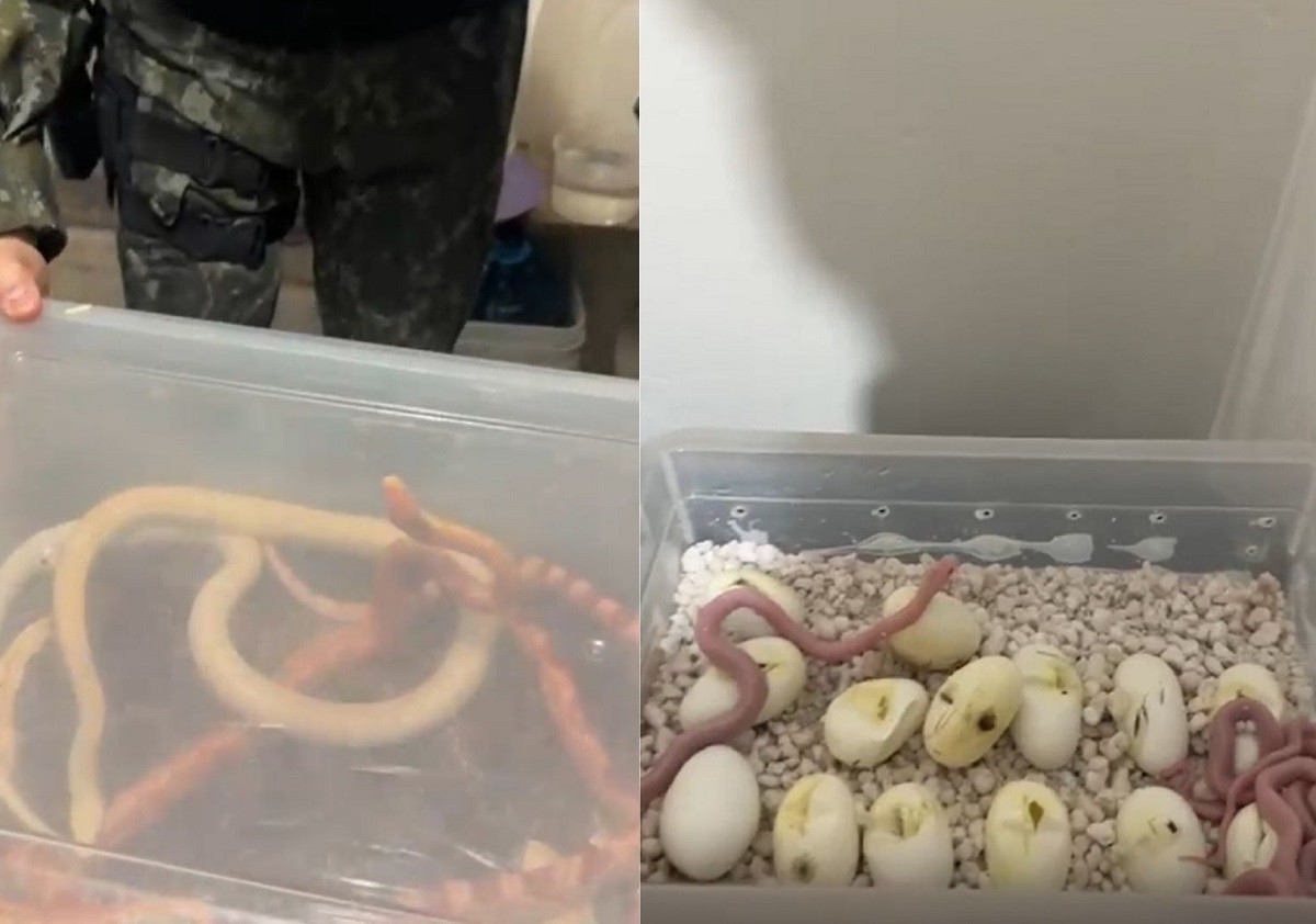 Polícia encontra 41 serpentes exóticas e mais de 260 ovos de cobra em casa no interior de SP; dono é multado em R$ 20 mil