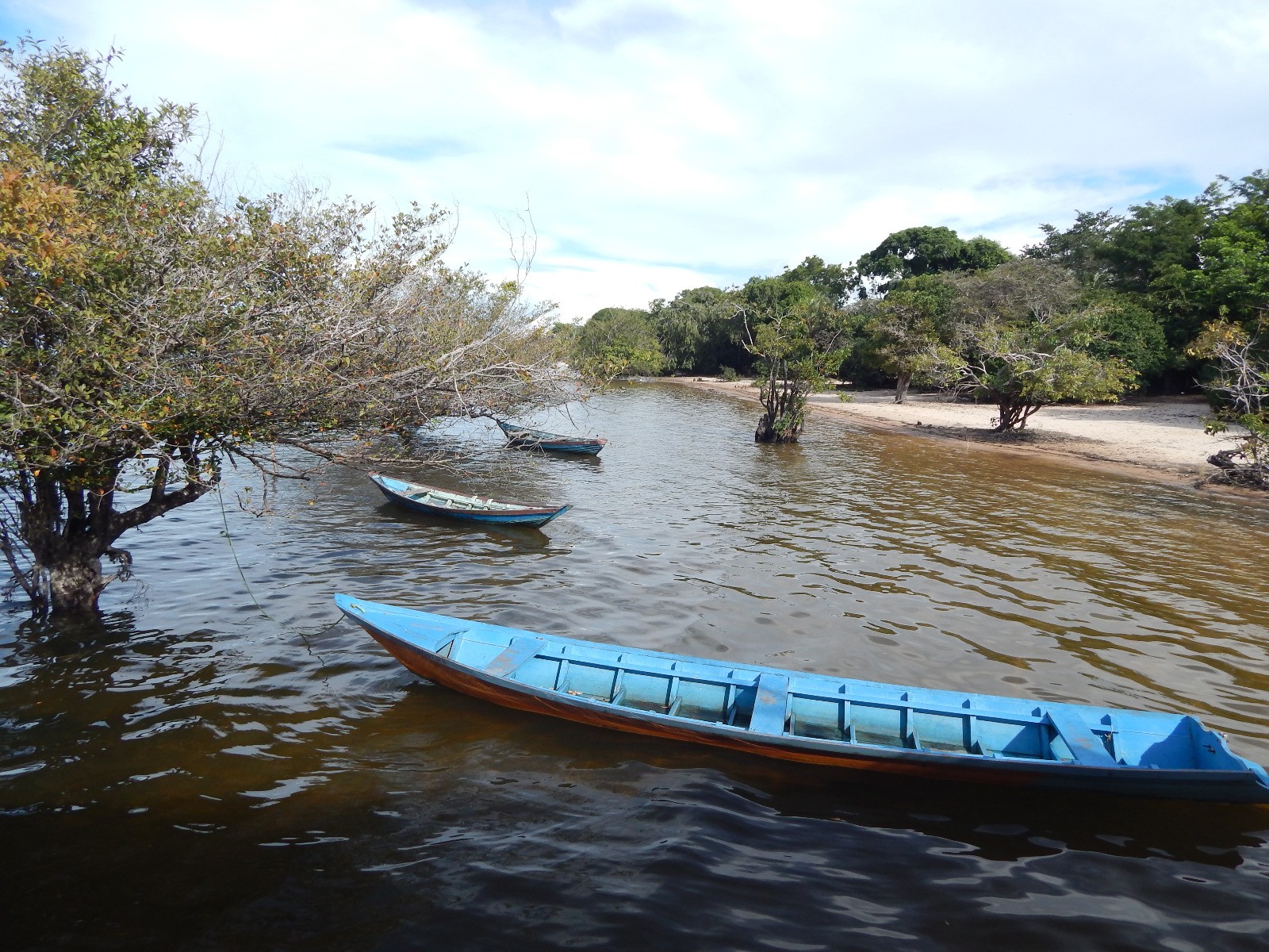 Pesquisa destaca potencial das libélulas para impulsionar ecoturismo de base comunitária na Amazônia