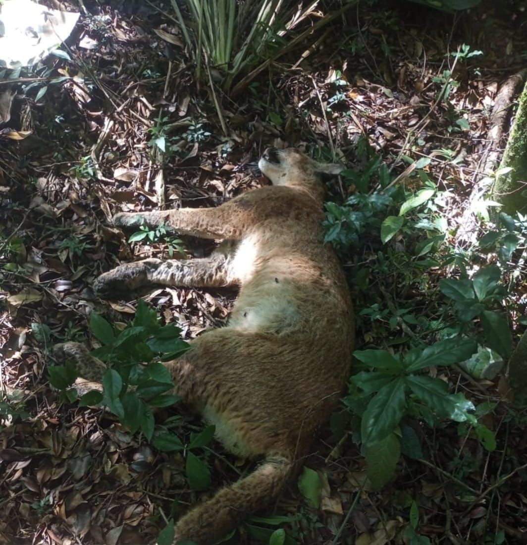 Onça-parda é encontrada morta em avenida na Serra da Cantareira, Zona Norte de SP 