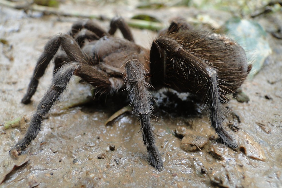 A aranha-caranguejeira costuma se esconder em baixo de pedras. — Foto: Ben-hur Gomes/Vc no TG