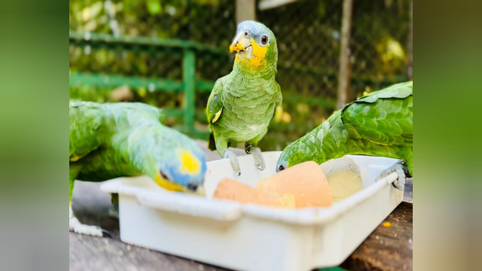 Em Santarém, zoológico oferece picolés de fruta para animais durante o verão amazônico
