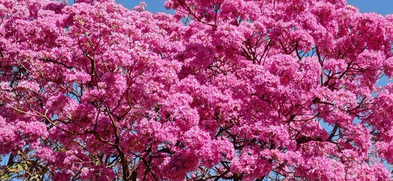 Por que os ipês florescem no inverno? Especialista explica e revela curiosidades sobre a árvore que colore ruas no interior de São Paulo