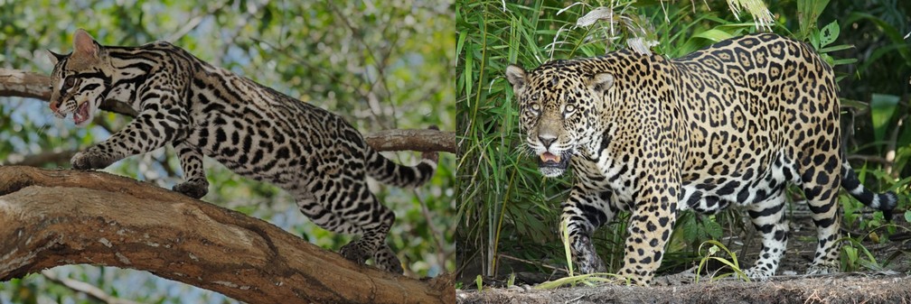 A onça-pintada tem rosetas pretas, enquanto na jaguatirica as manchas se juntam em faixas longitudinais  — Foto: Instituto Pró-carnívoros e Marcelo Ferri/TG