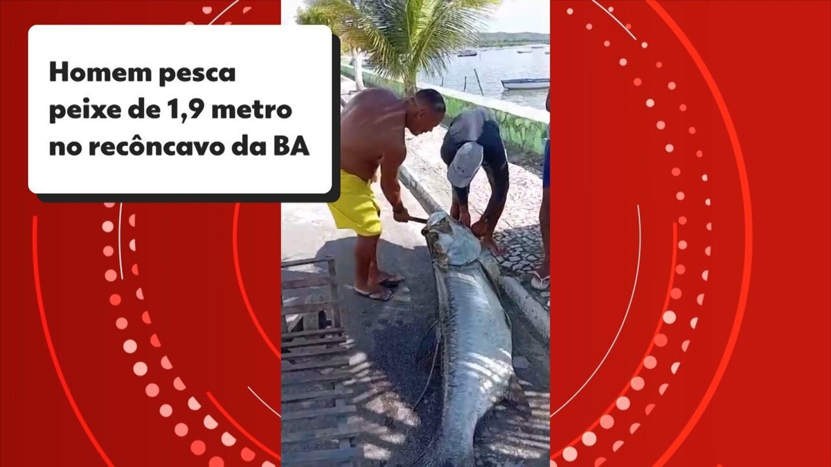 Baiano pesca peixe de quase 2 metros de cumprimento e 120 quilos na Bahia: 'comecei a me tremer'