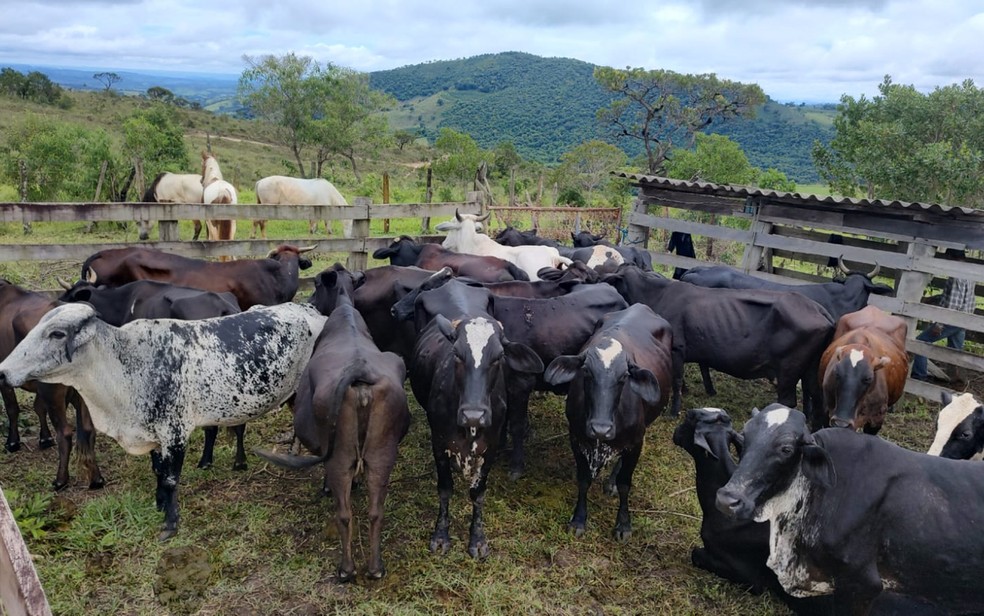 Homem é preso por receptação e PM recupera 24 animais furtados de fazenda em Fortaleza de Minas, MG — Foto: Polícia Militar