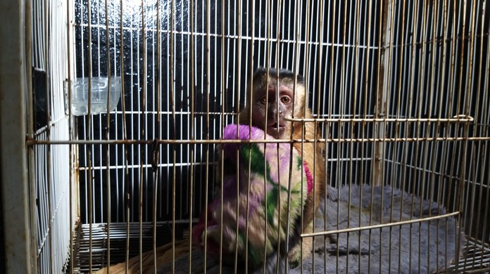 G1 - Macaco-prego é inteligente e pode saltar até três metros de distância  - notícias em Fauna