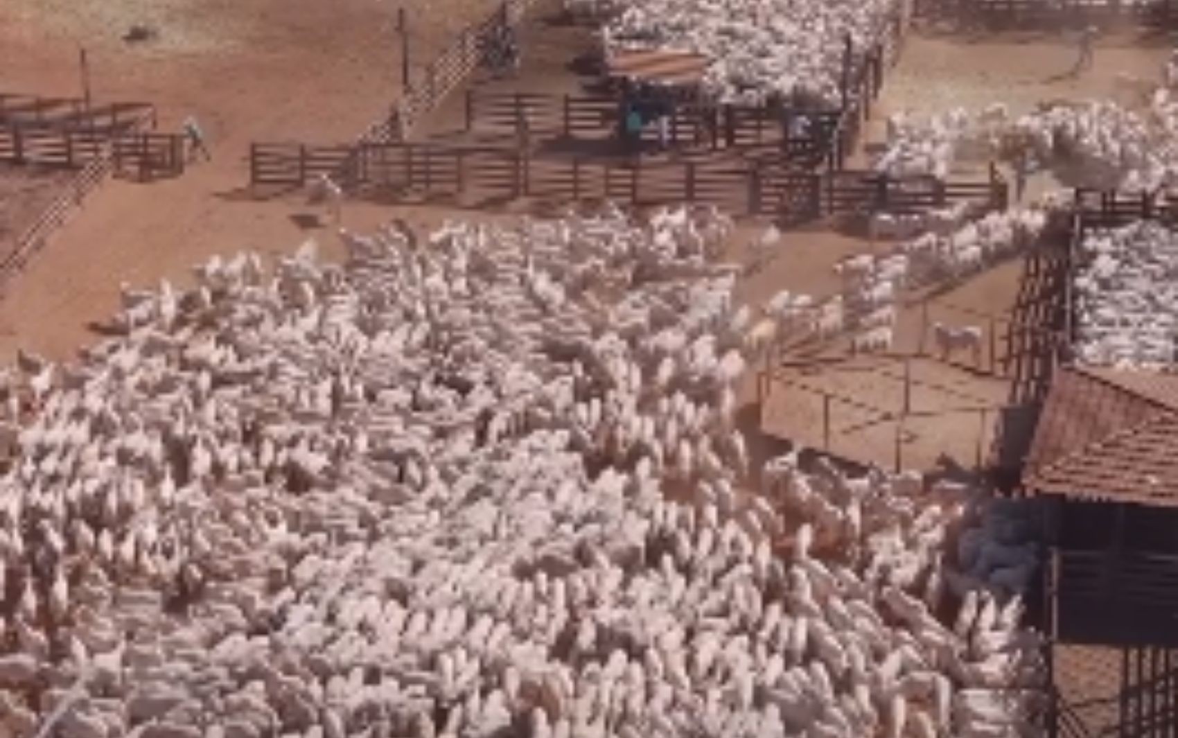 Vídeo de mais de 2 mil bois levados a curral impressiona a web
