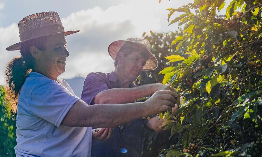 Sustentabilidade na prática: como o Sicoob impulsiona as finanças sustentáveis