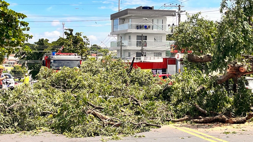 Árvore cai e atinge três veículos durante chuva em Manaus — Foto: Gato Junior/Rede Amazônica
