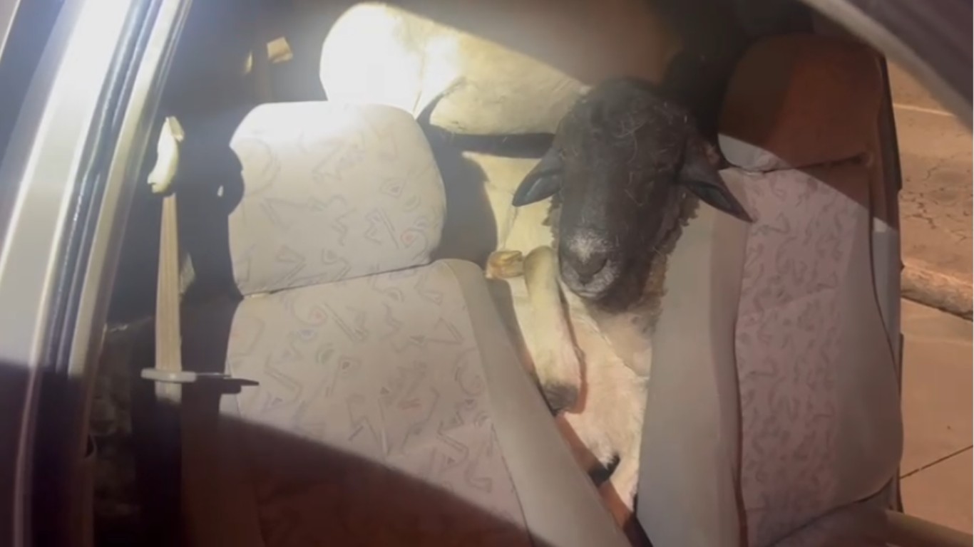 PRF flagra carro com 18 bodes amontoados em Caruaru