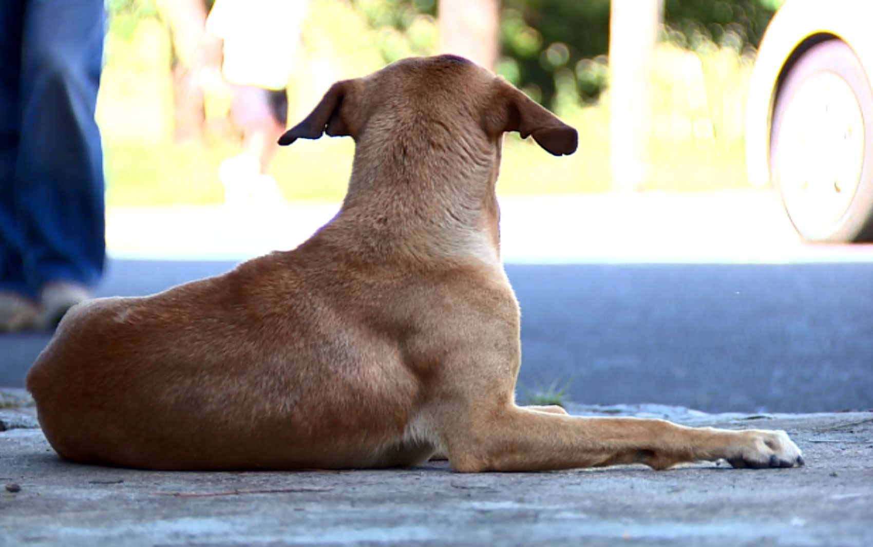 Itapeva promove mutirão de vacinação antirrábica gratuita para cães e gatos
