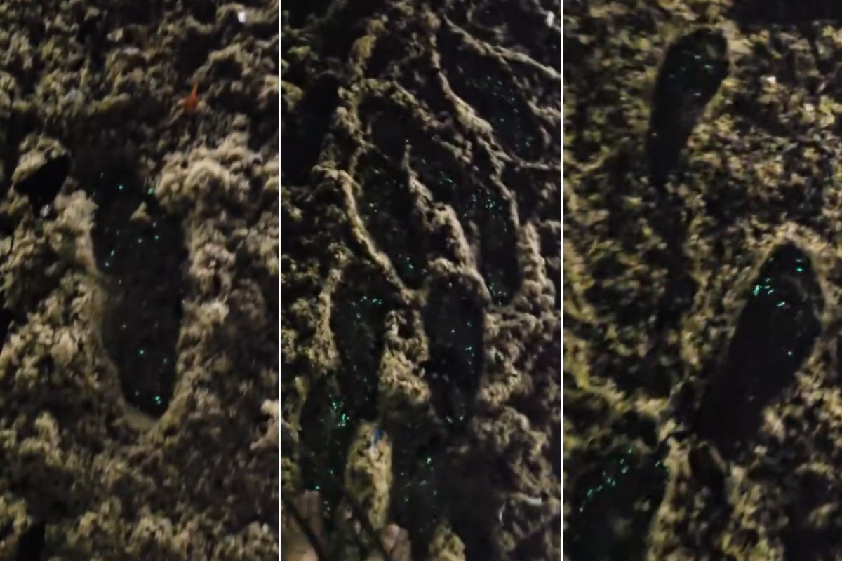 Engenheiro flagra organismos marinhos brilhando em praia do litoral de SP; VÍDEO
