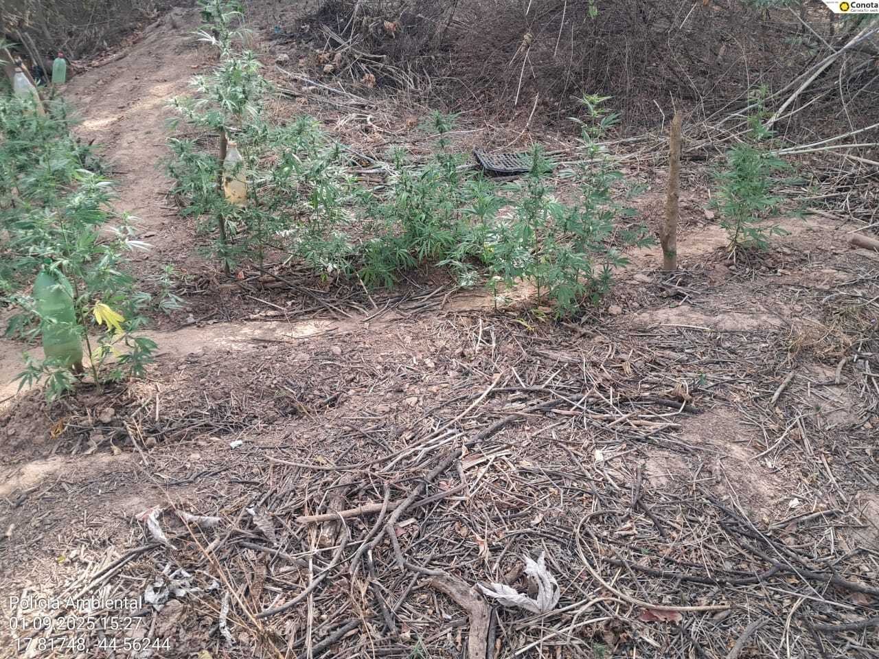 Com ajuda de drone, PMs encontram plantação de maconha em ilha no Norte de MG