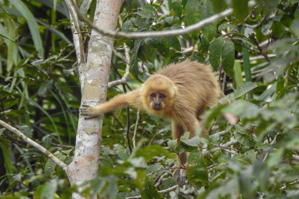 Entre os animais ameaçados de extinção que reapareceram na área está o Spajus flavius, conhecido como Macaco Prego - galego — Foto: João Carlos da Cruz Abraão Filho